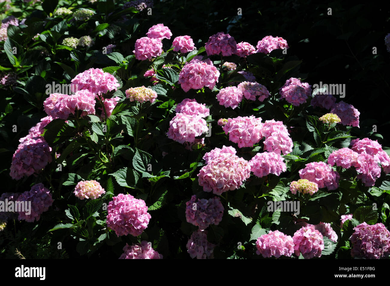Hortensia Foto Stock