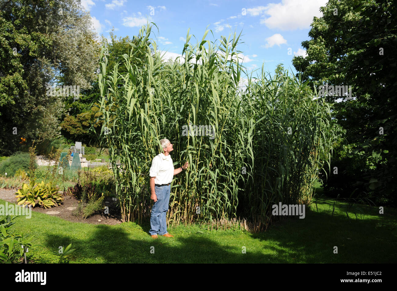 Canne Di Fiume. La Canna Da Gigante, Arundo Donax, Sulla Spiaggia Di Sabbia Spagna 122445744