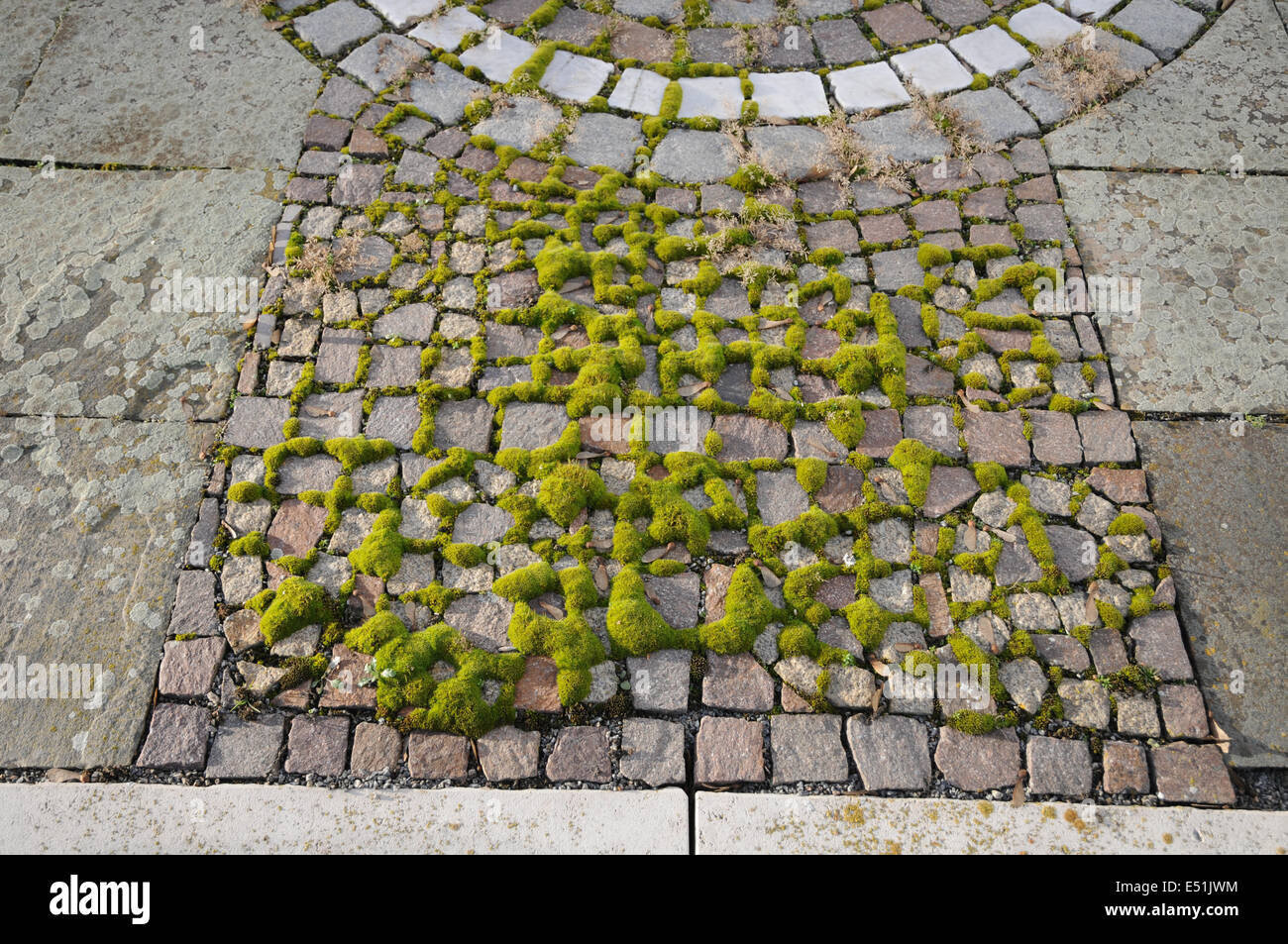 Moss in un marciapiede Foto Stock