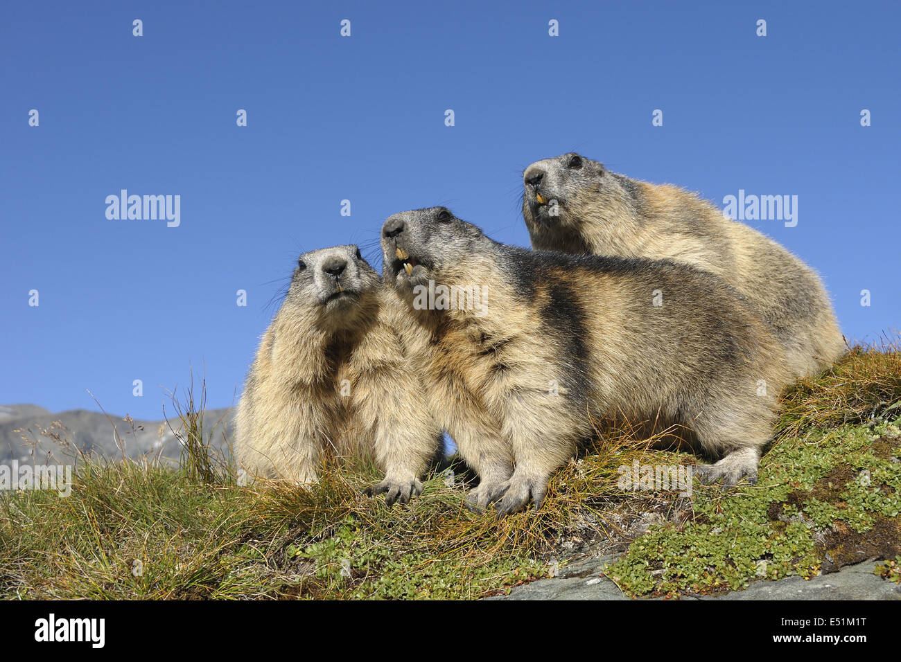 Marmotte, Austria, Europa Foto Stock