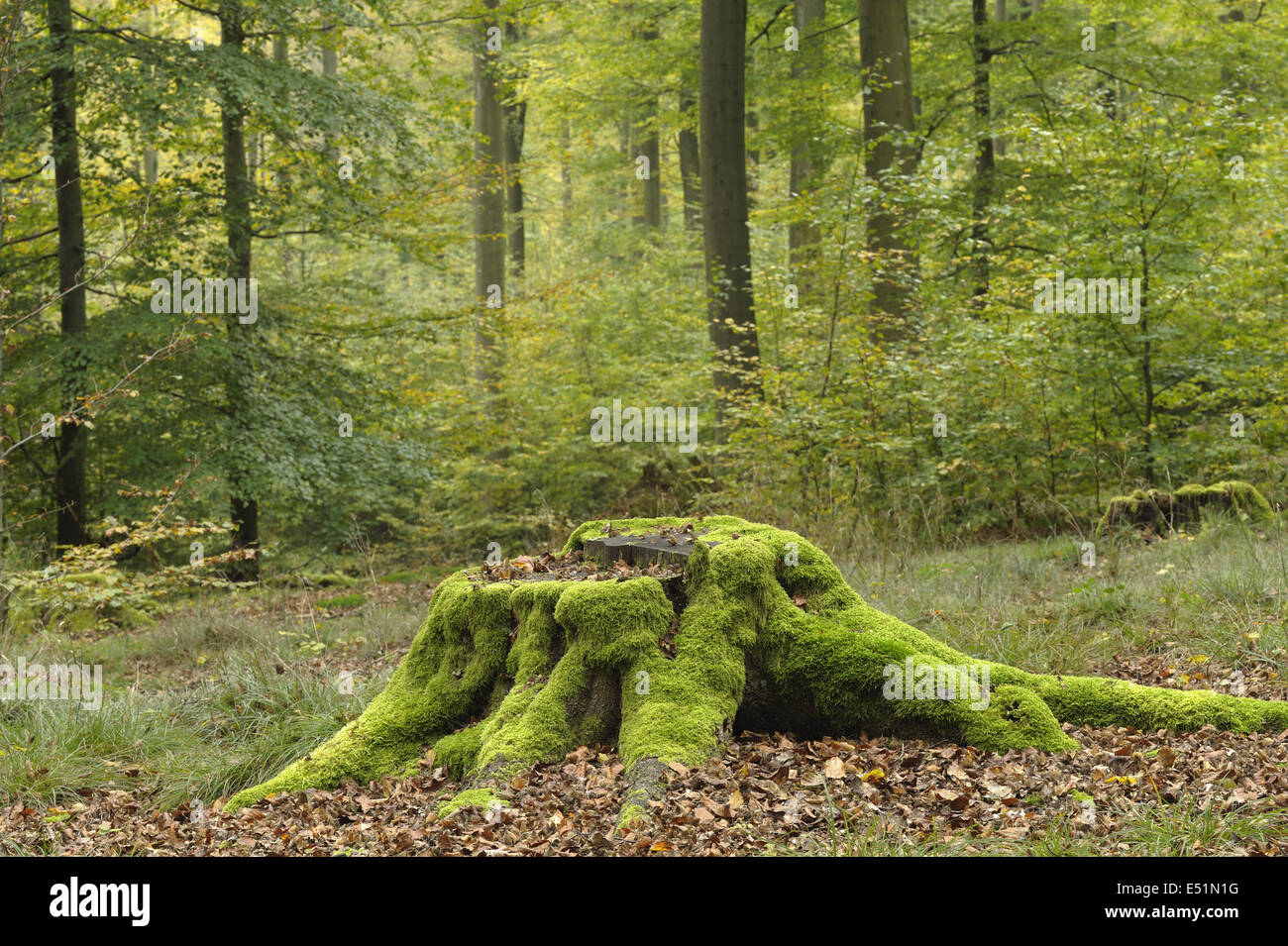 Mossy tronco di albero nella foresta di faggio, Germania Foto Stock