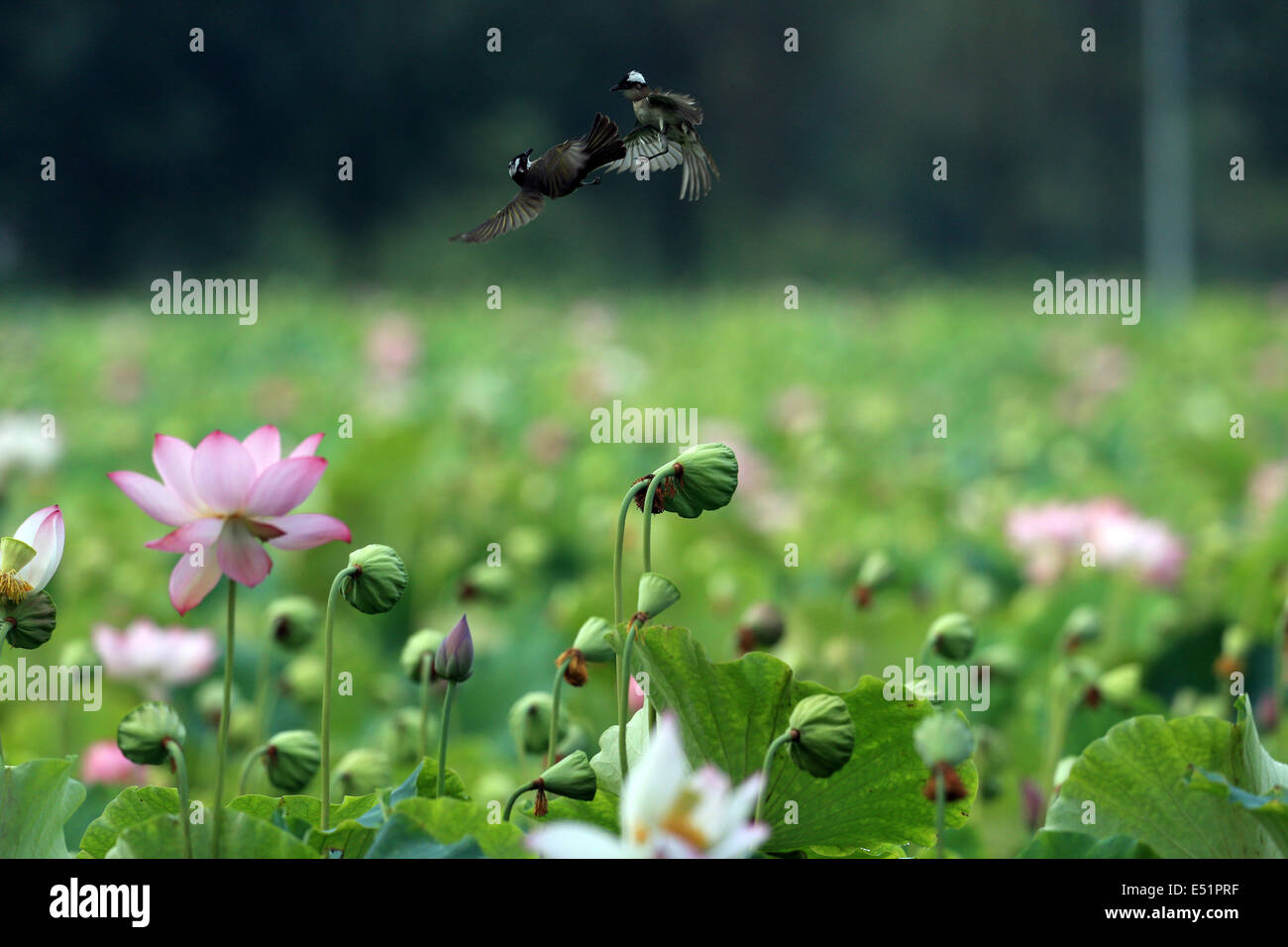 Chn. 17 Luglio, 2014. JIANGXI, Cina - 17 Luglio: il laghetto di loto e l'uccello che vola in esso. © SIPA Asia/ZUMA filo/Alamy Live News Foto Stock