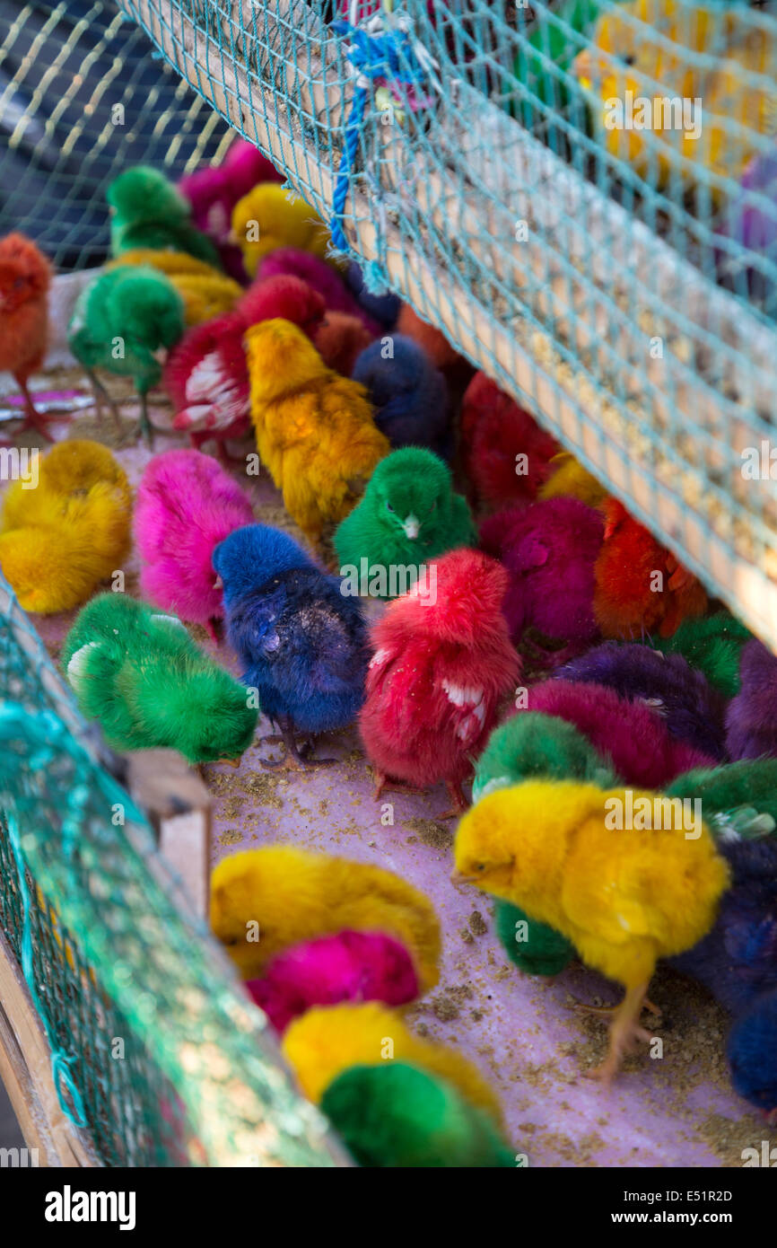 Jimbaran, Bali, Indonesia. Baby pulcini multicolore per la vendita come animali domestici. Foto Stock