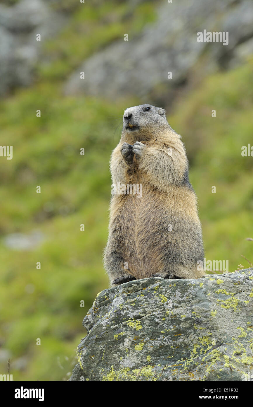 La marmotta, Marmota marmota, Austria, Europa Foto Stock