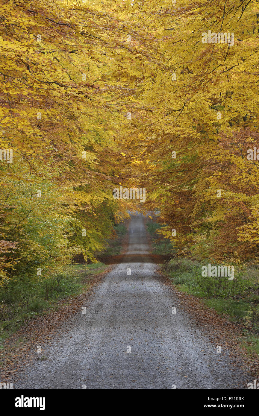 Percorso attraverso il bosco di faggio, Germania Foto Stock