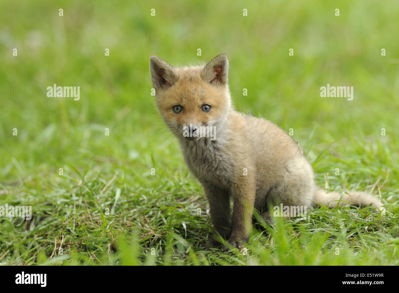 Giovani Red Fox, Germania Foto Stock