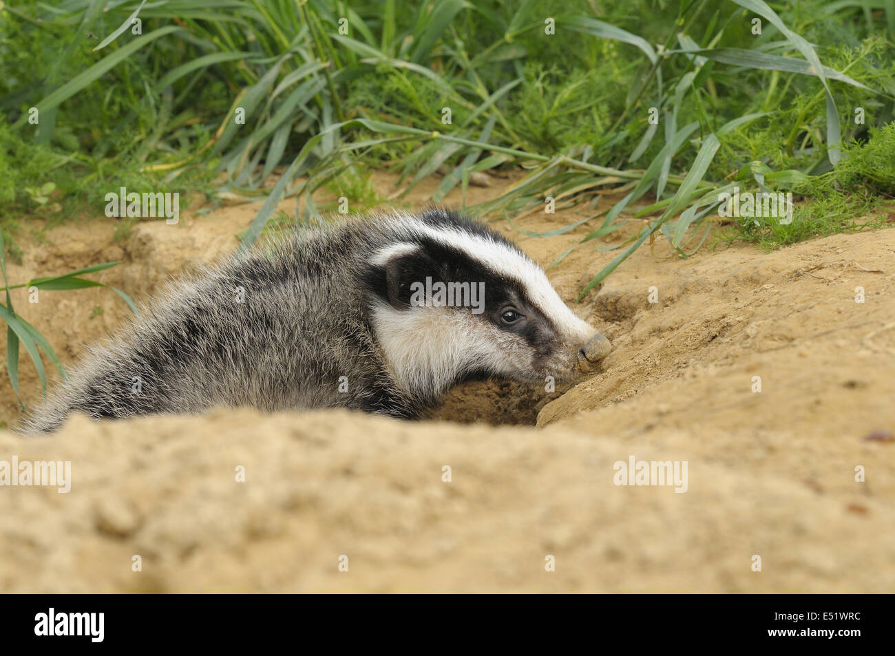 Unione badger, Meles meles, Germania Foto Stock