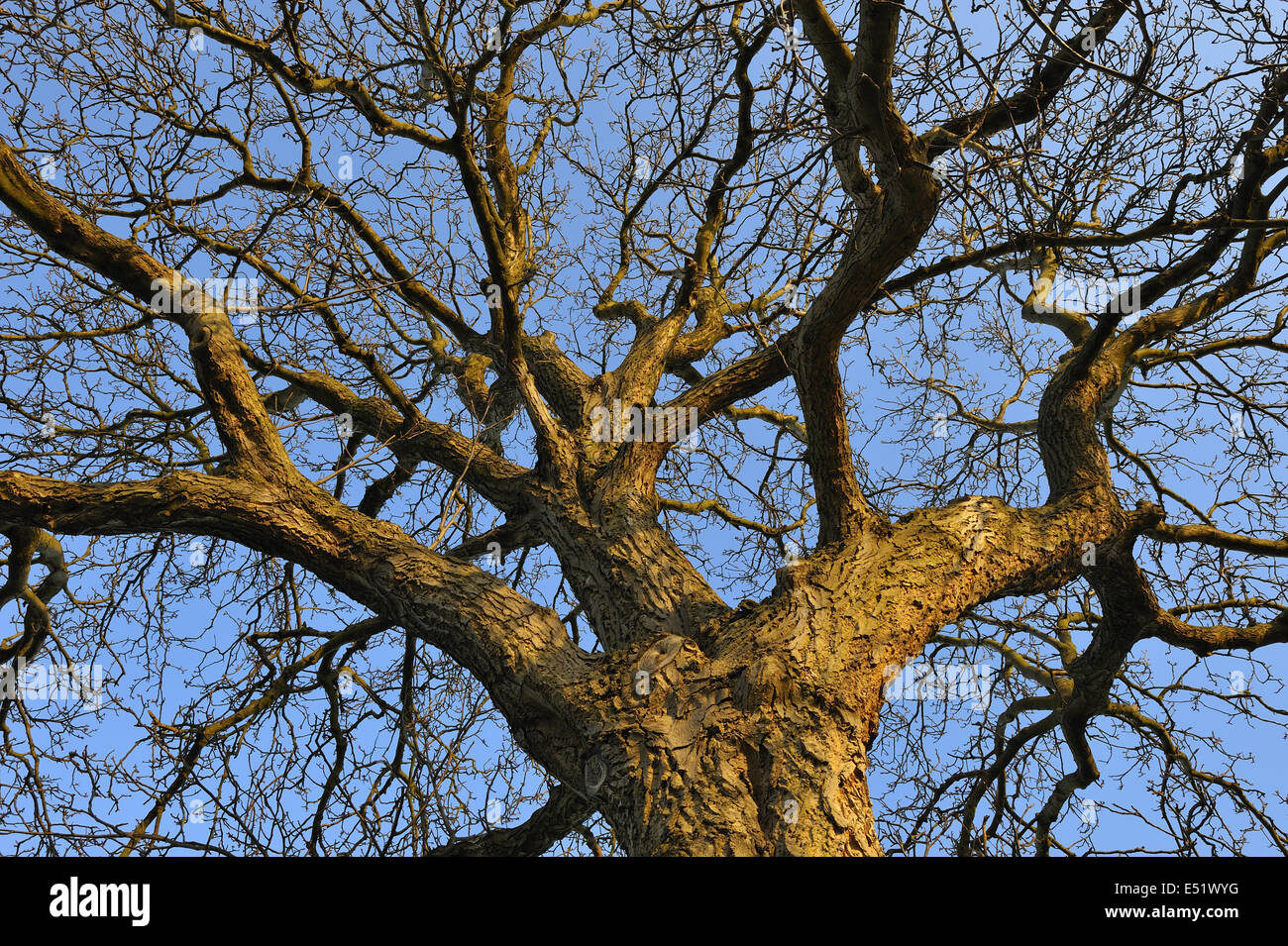 Albero in inverno, Germania Foto Stock