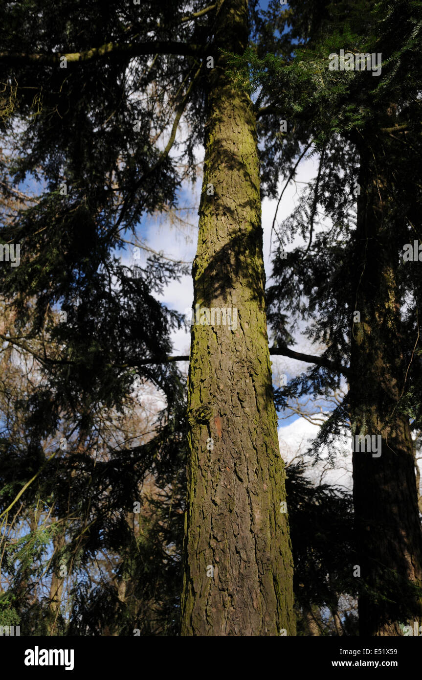 Cicuta, tronco Foto Stock