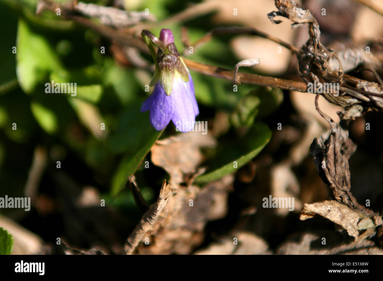 Viola fiore di primavera Foto Stock