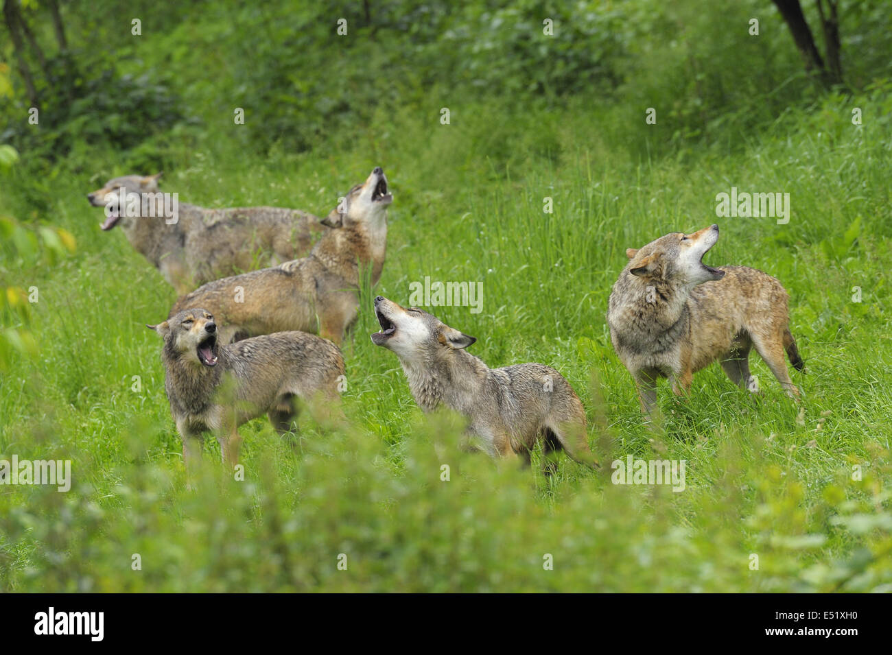 Il lamento dei lupi, Canis lupus Foto Stock