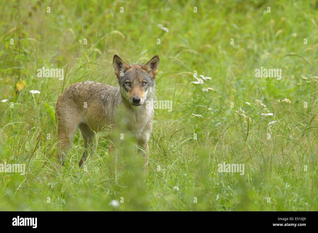 Lupo europeo, Canis lupus Foto Stock