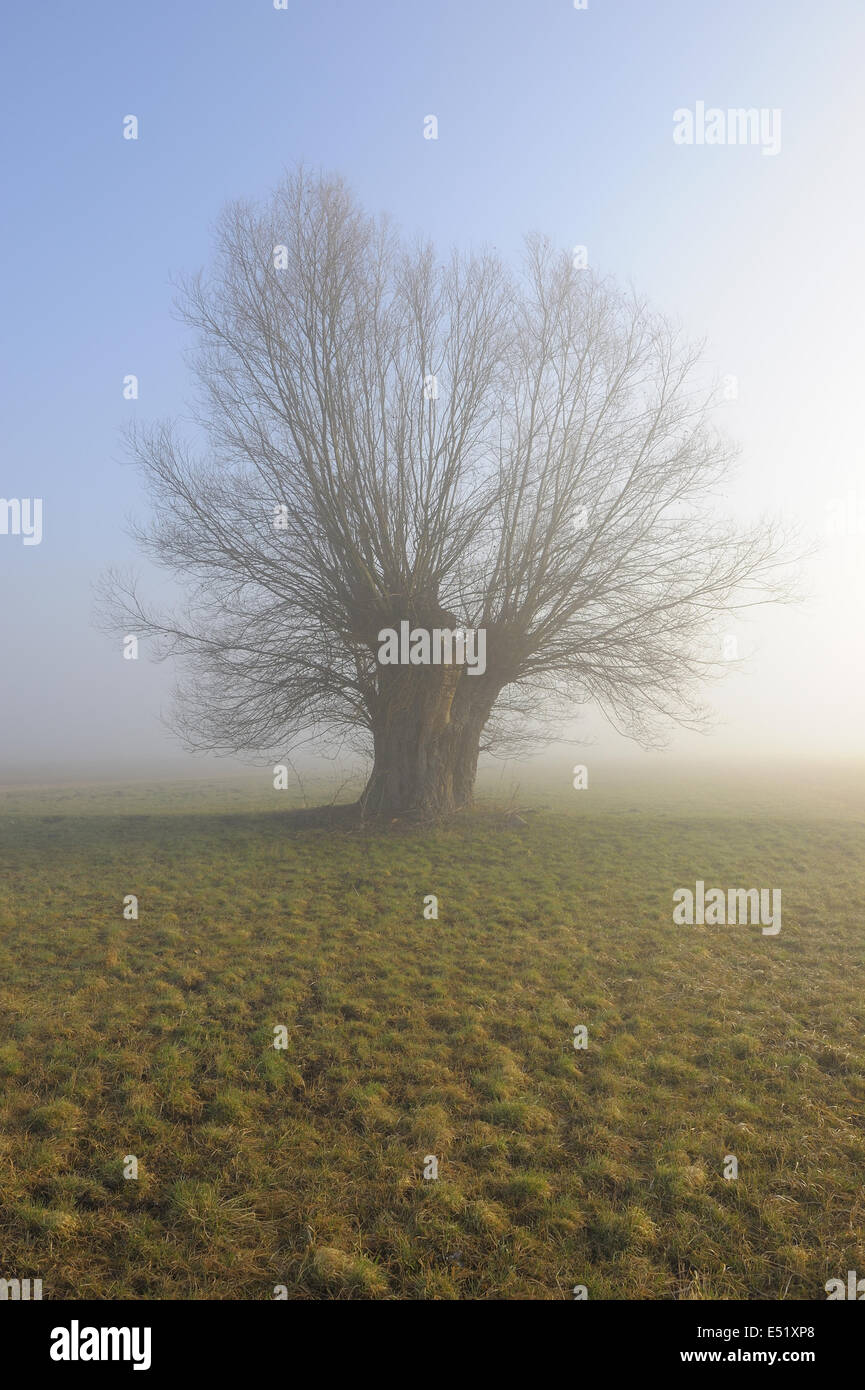 Pollard willow, Germania Foto Stock