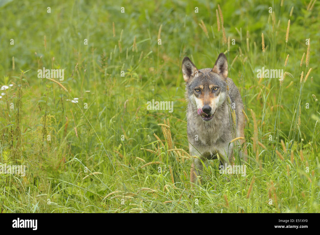 Lupo europeo, Canis lupus Foto Stock