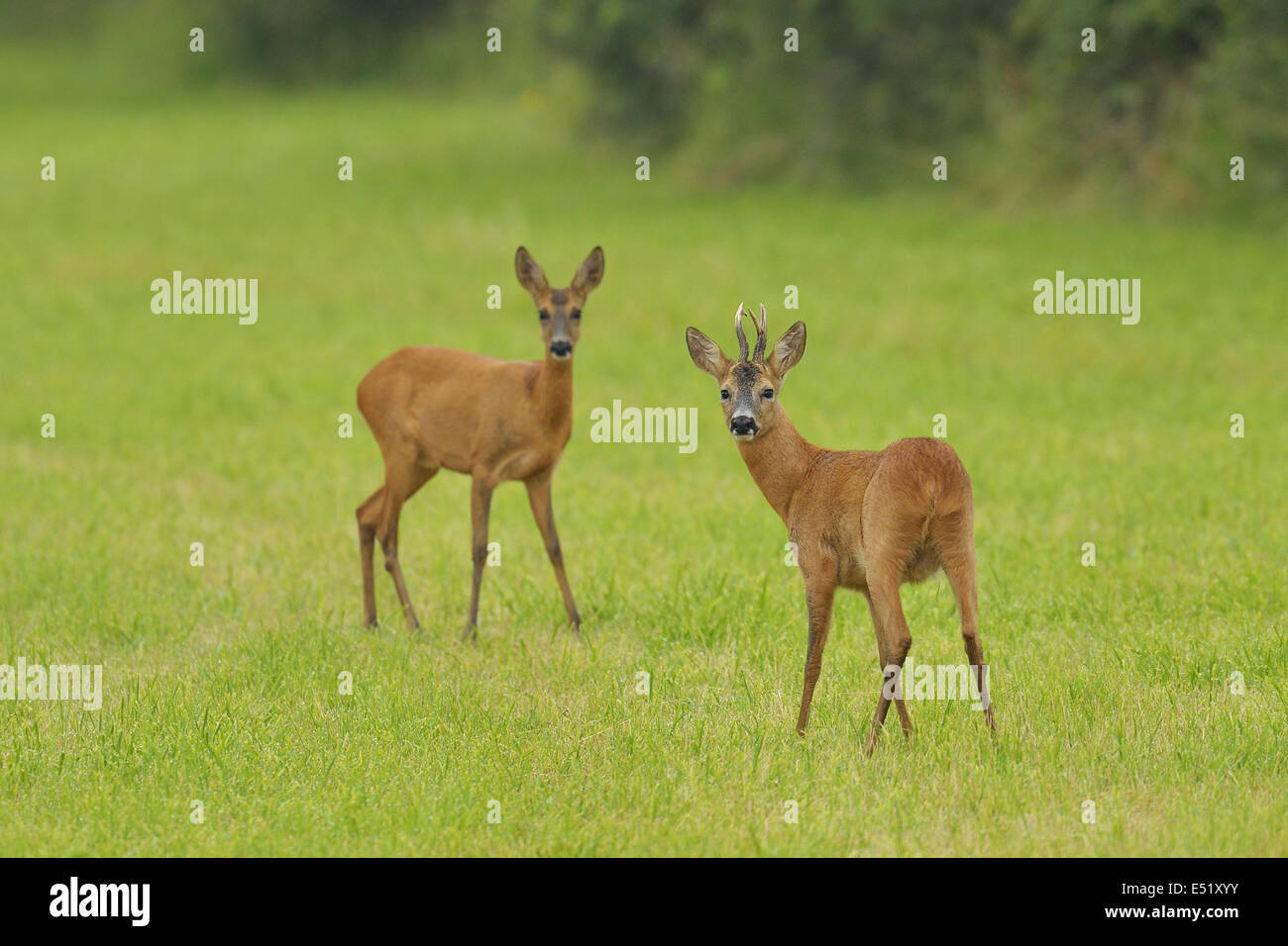 Caprioli, Capreolus capreolus, Germania Foto Stock