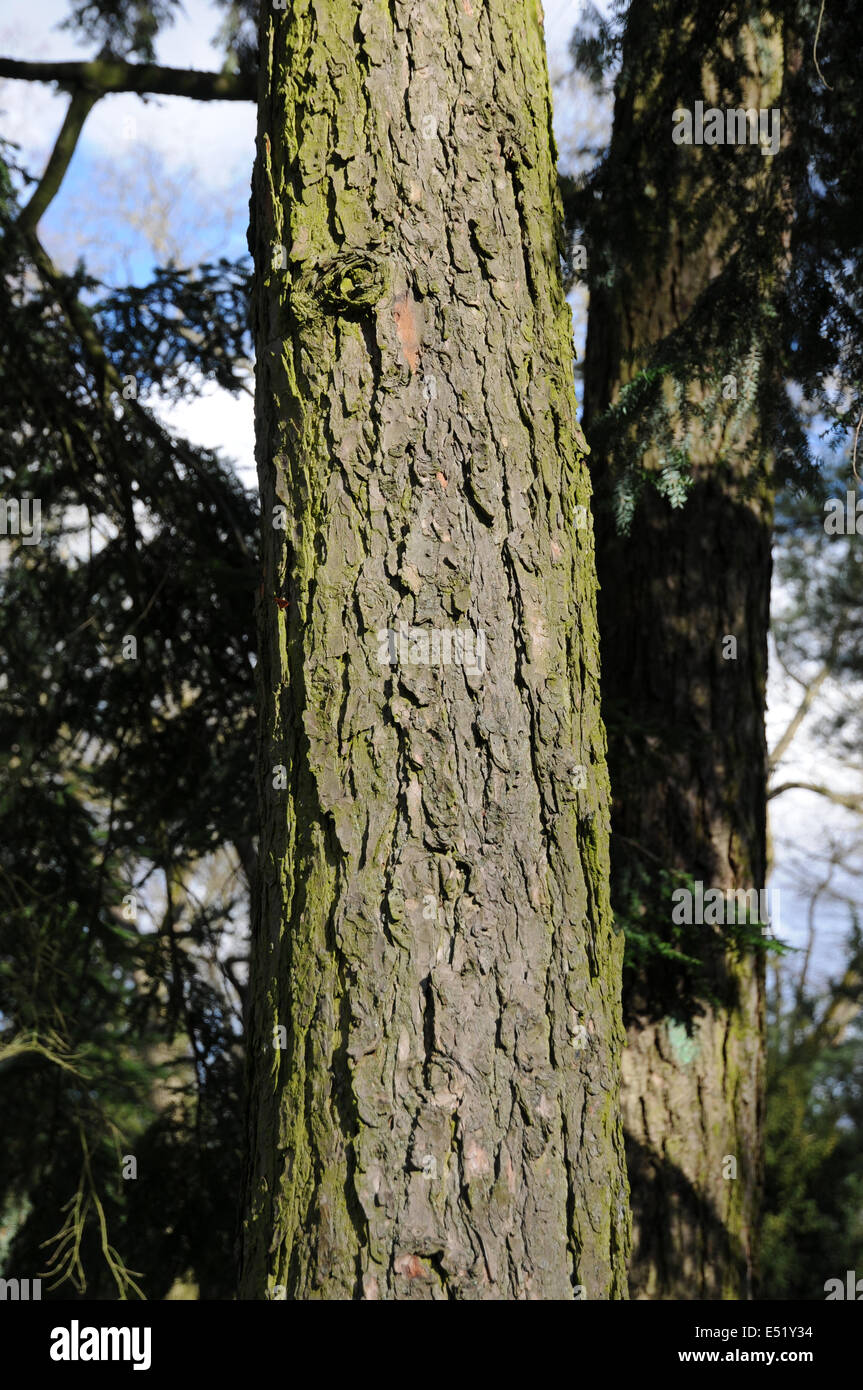 Cicuta, tronco Foto Stock