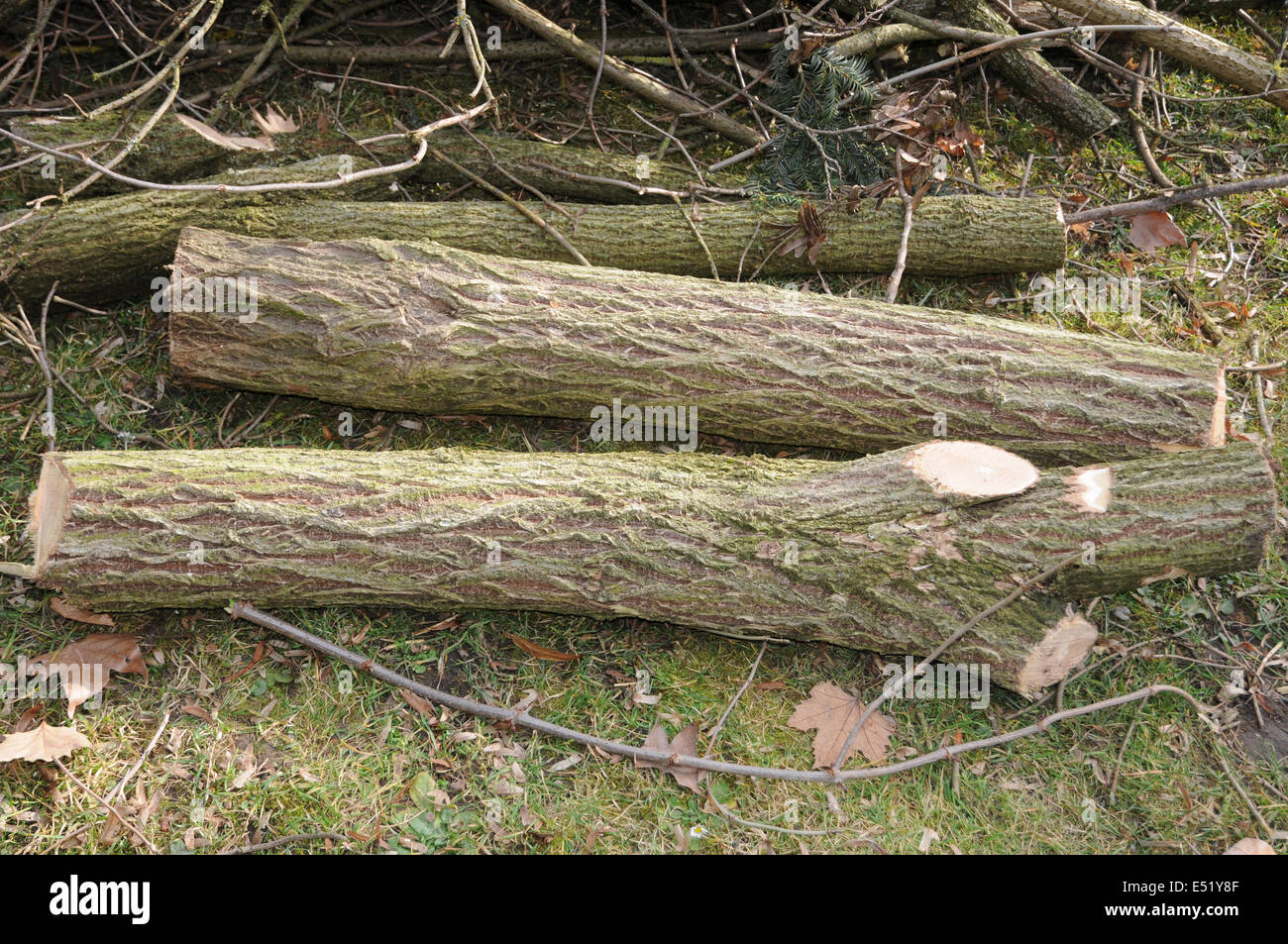 Il sambuco nero, legno Foto stock - Alamy