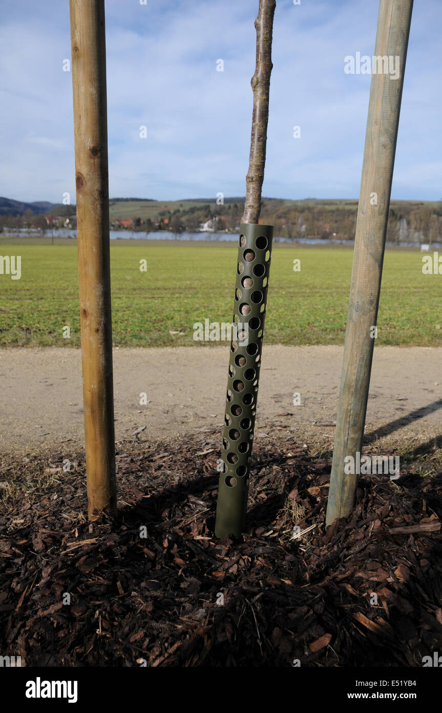 Albero di proteggere Foto Stock