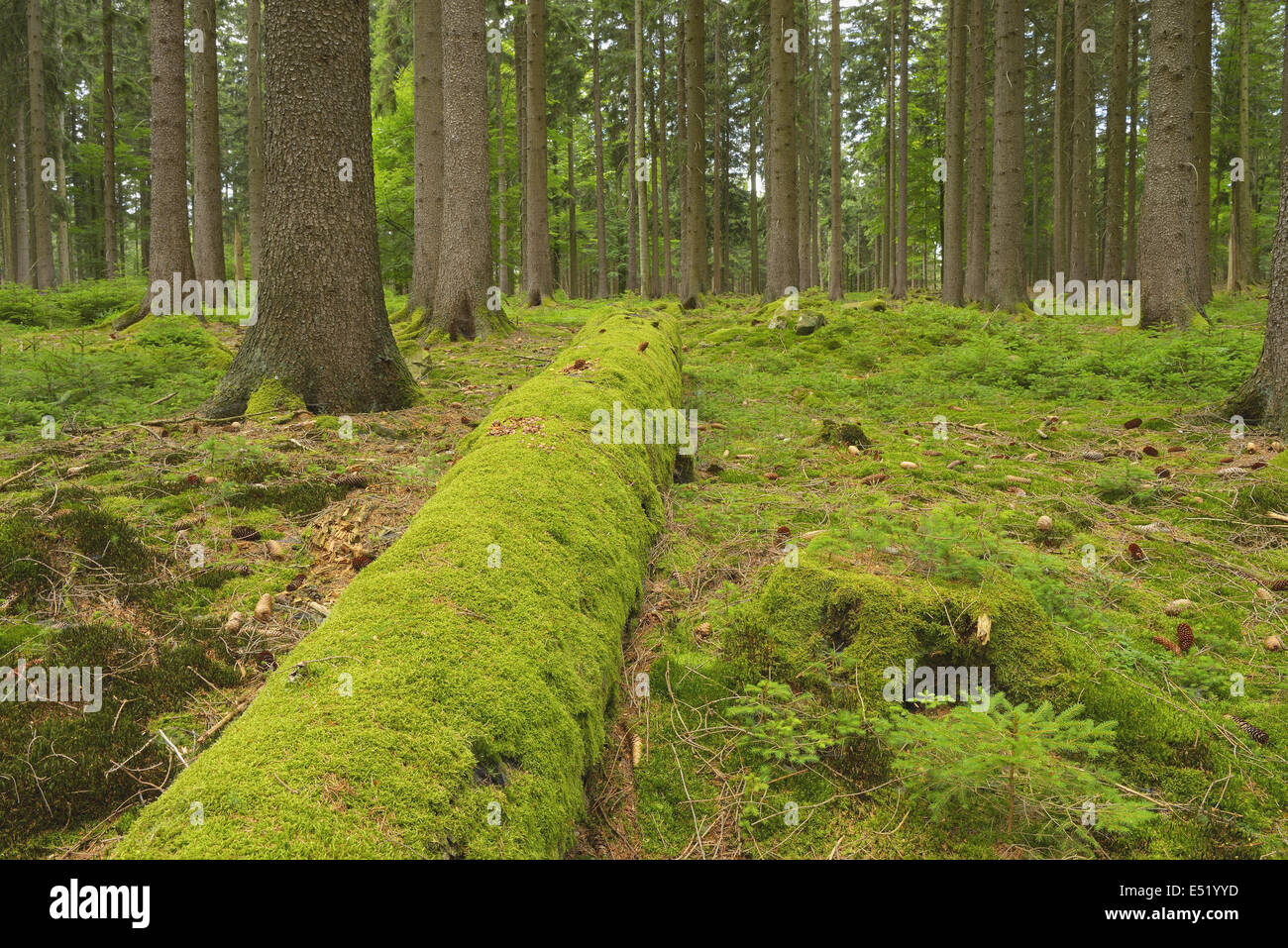 La foresta di abete rosso, Germania Foto Stock