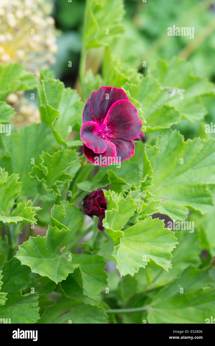 Regal Pelargonium "Signore Bute'. Geraniaceae è una pianta erbacea perenne. Foto Stock