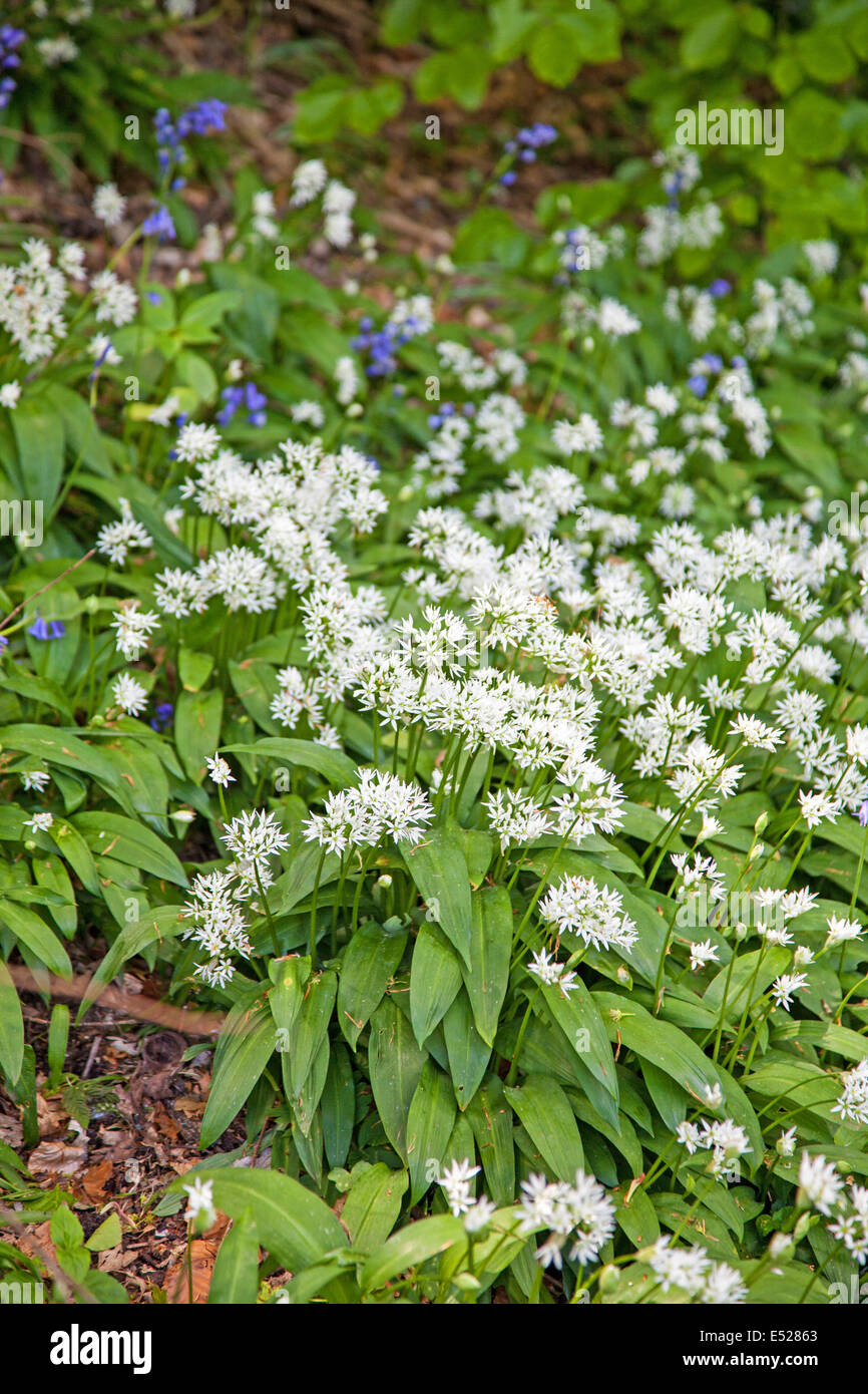 Ramsons (Allium ursinum) o aglio selvatico fiori Foto Stock