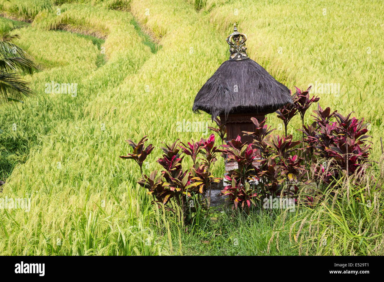 Jatiluwih, Bali, Indonesia. Santuario di Sri, la dea del riso in un terrazzati riso paddy. Foto Stock