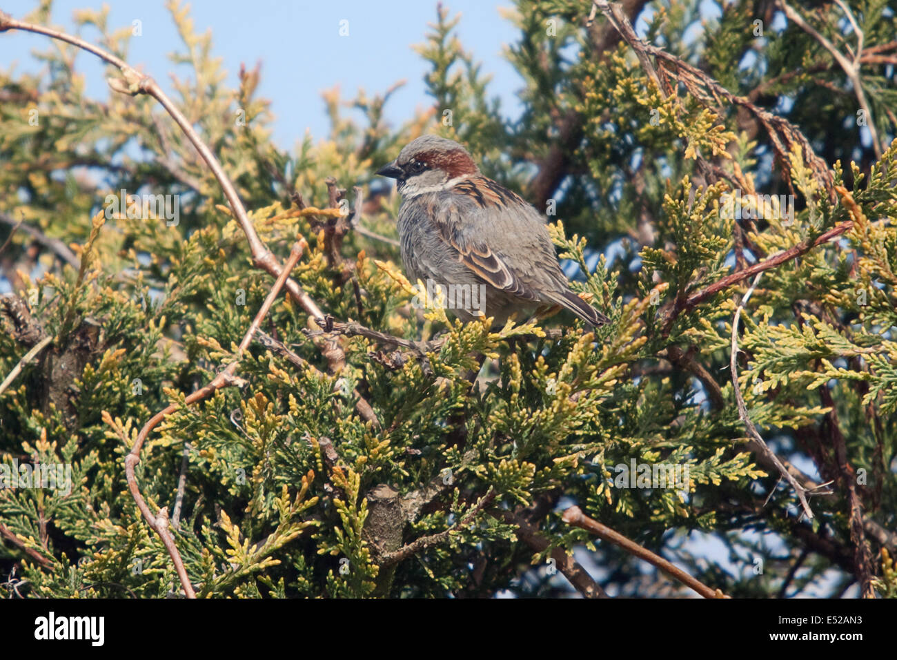 Maschio adulto sparrow seduta in hedge Foto Stock