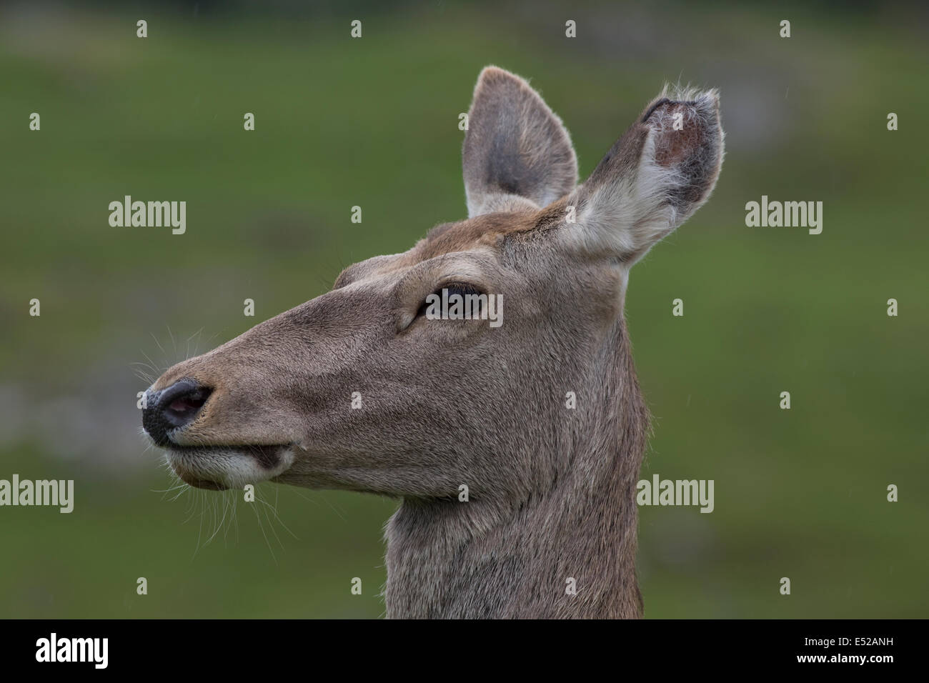 Ritratto di Bactrian o Bukhara deer Cervus elaphus bactrianus Highland Wildlife Park Kincraig Inverness Foto Stock