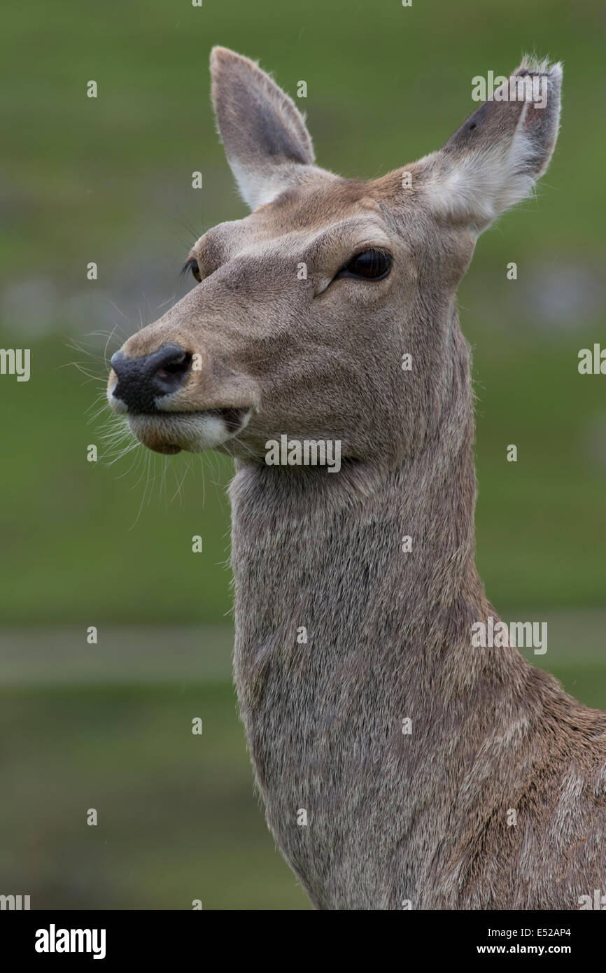 Ritratto di Bactrian o Bukhara deer Cervus elaphus bactrianus Highland Wildlife Park Kincraig Inverness Foto Stock