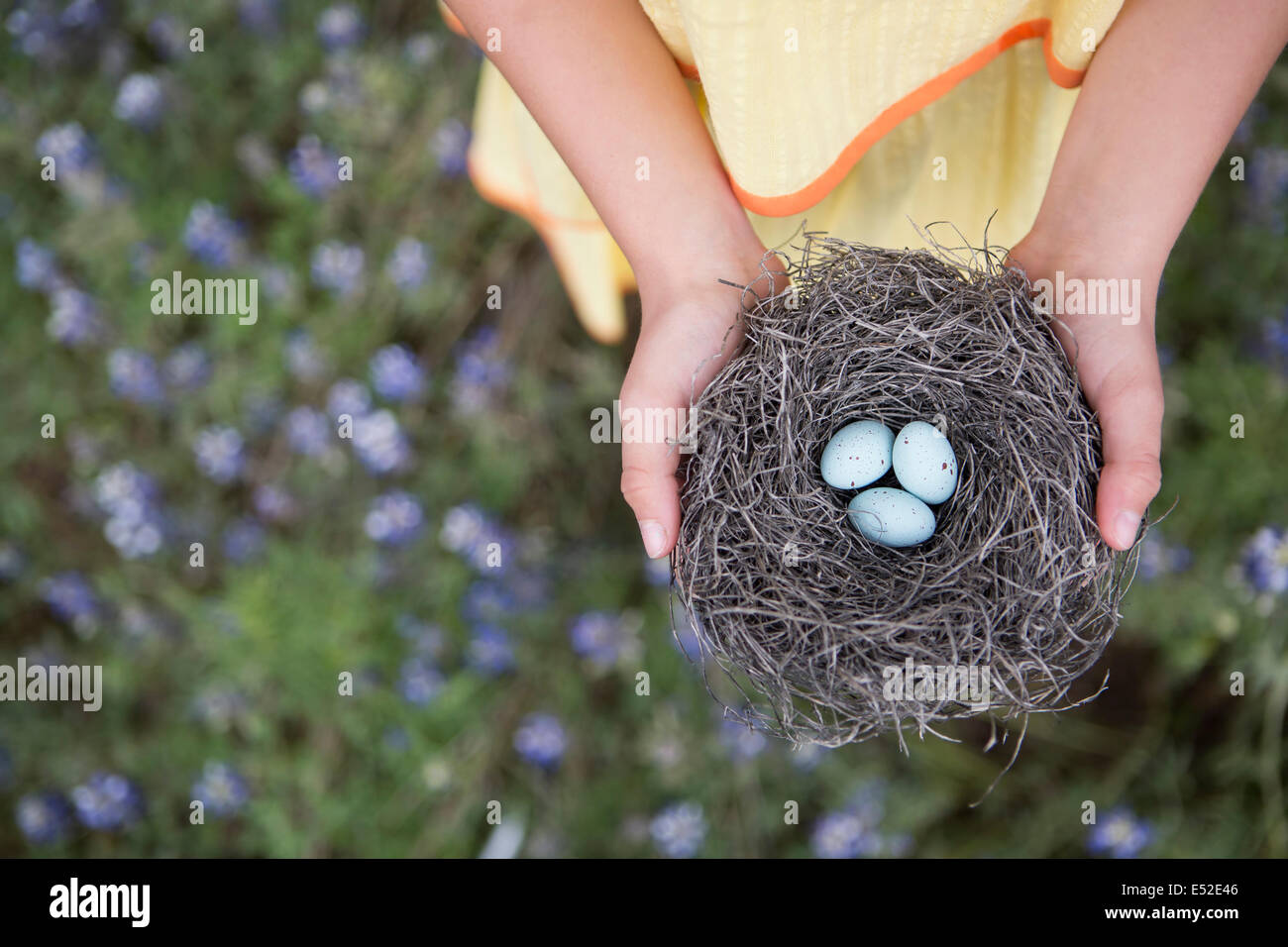 Una giovane ragazza tenendo fuori un tessuto a nido di uccelli con tre piccole uova. Foto Stock