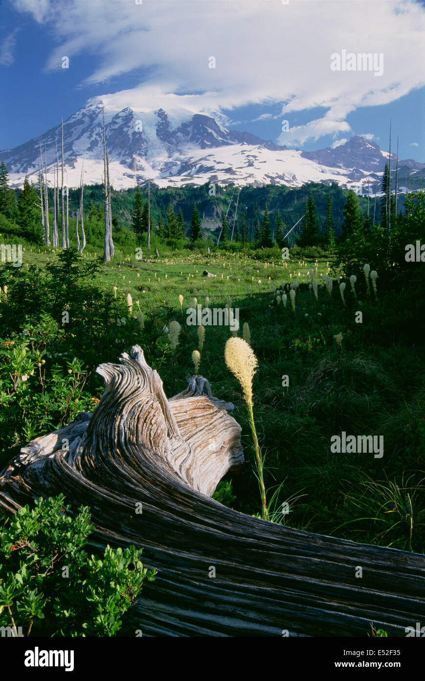 Bear erba in fiore e una grande weathered albero caduto nella prateria di Mount Rainier National Park. Foto Stock