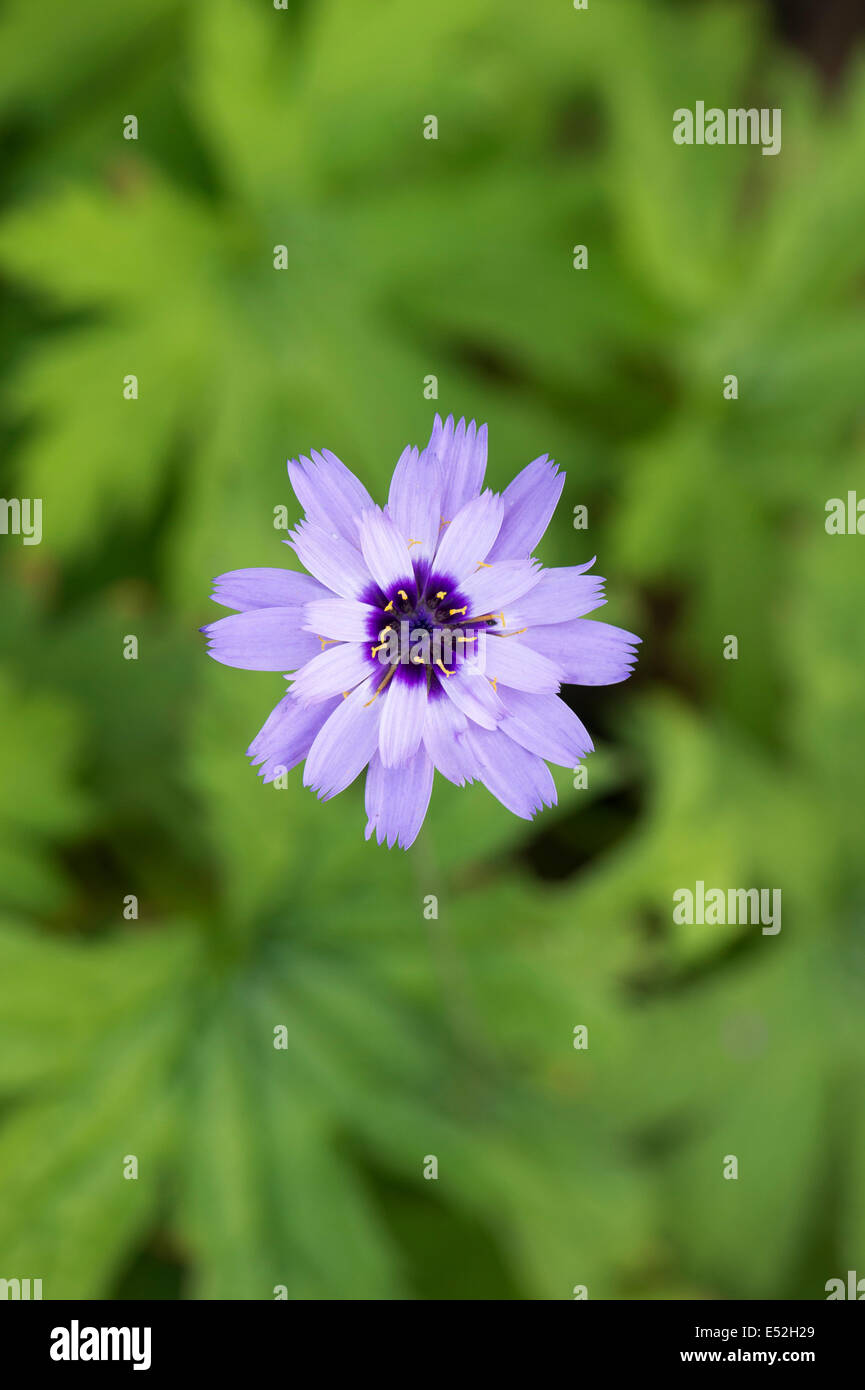 Catananche caerulea "Amor Blue' . Amorini dart fiore. Impianto di amore Foto Stock