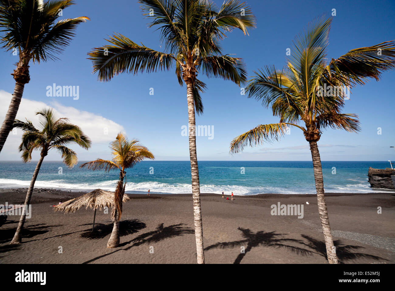 Le palme da cocco sulla spiaggia nera di Puerto Naos, La Palma Isole Canarie Spagna, Europa Foto Stock