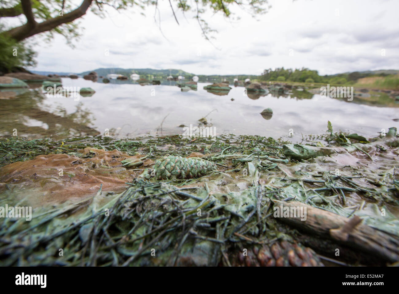 Alghe Blu-verdi sulle rive del lago di Windermere in Ambleside, Lake District, UK. Alghe Blu-verdi è tossico e sta diventando molto più frequenti Come temperature aumento dovuto ai cambiamenti climatici. Foto Stock
