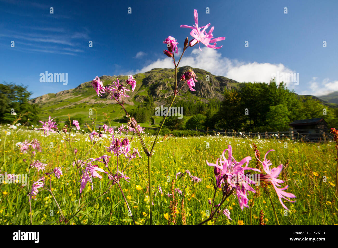 Tradizionale prati da fieno in testa al Langdale valley, Lake District, Regno Unito, sono alcuni dei migliori fiori selvatici prati da fieno a sinistra nel paese. Dopo la seconda guerra mondiale, Bretagna ha perso oltre il 95% della sua tradizionale prati da fieno, come gli agricoltori hanno convertito per insilato. Foto Stock