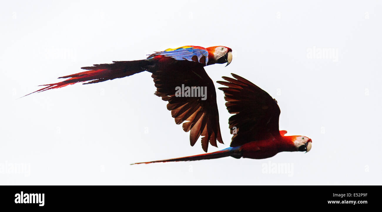 Coppia di scarlet macaw Ara macao in volo sopra la penisola di Osa in Costa Rica Foto Stock