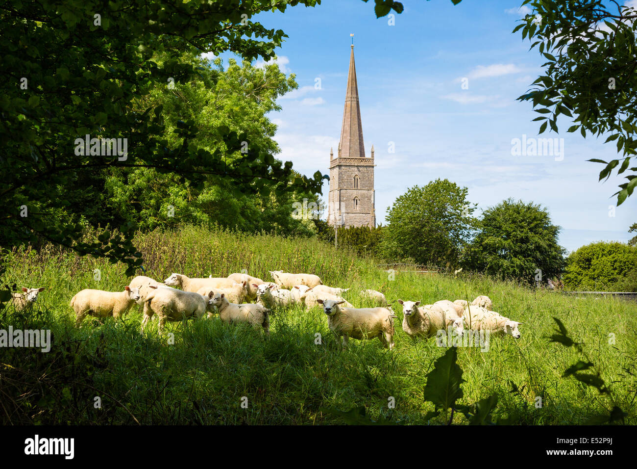 Un gregge di pecore pascolano dalla chiesa parrocchiale di St Mary's nel villaggio di Oriente Brent vicino a Brent Knoll nel Somerset Foto Stock
