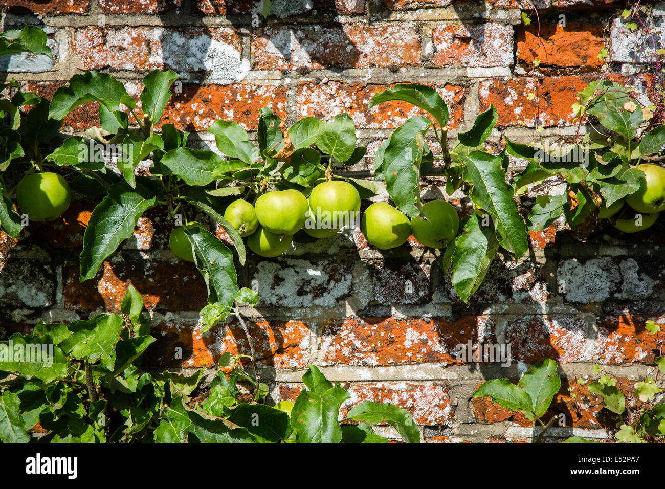 Espaliered mele su un soleggiato giardino parete in Inghilterra Hampshire REGNO UNITO Foto Stock