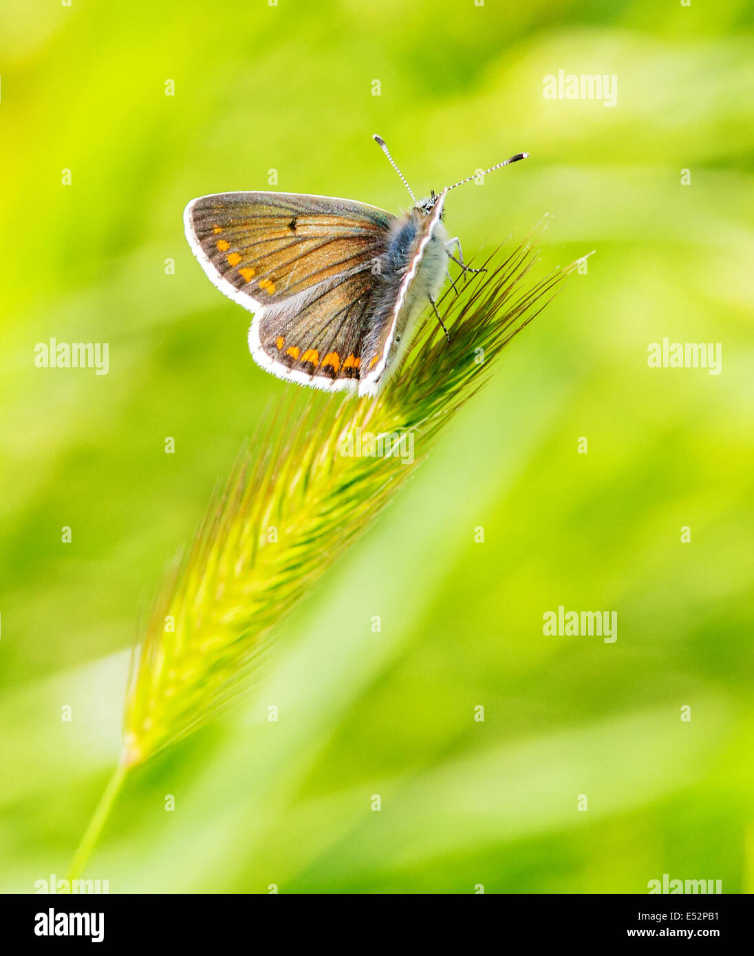 Comune Femmina Blue Butterfly Polyommatus icarus a riposo Foto Stock