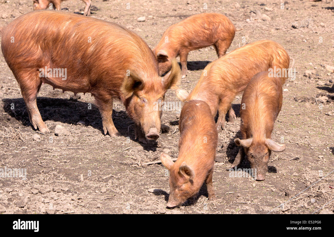 Free range Tamworth Suini, England, Regno Unito Foto Stock