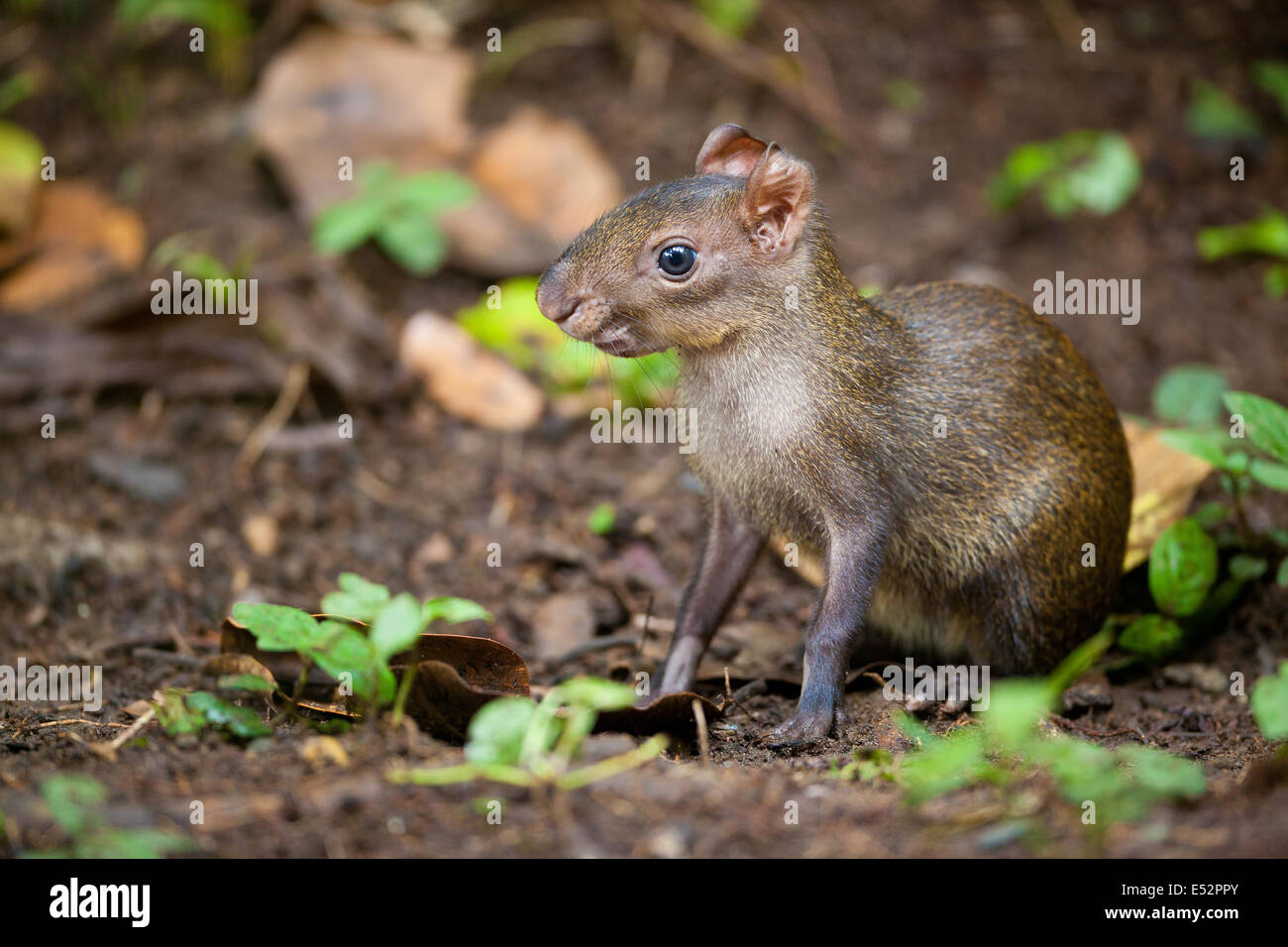 I capretti agouti, Dasyprocta punctata, a Gamboa, parco nazionale di Soberania, Repubblica di Panama. Foto Stock