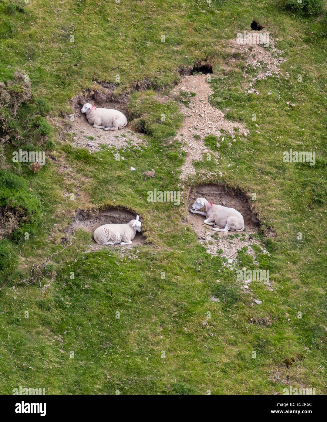 Pecore raschia in un coniglio warren sulla lunga Mynd Shropshire REGNO UNITO Foto Stock