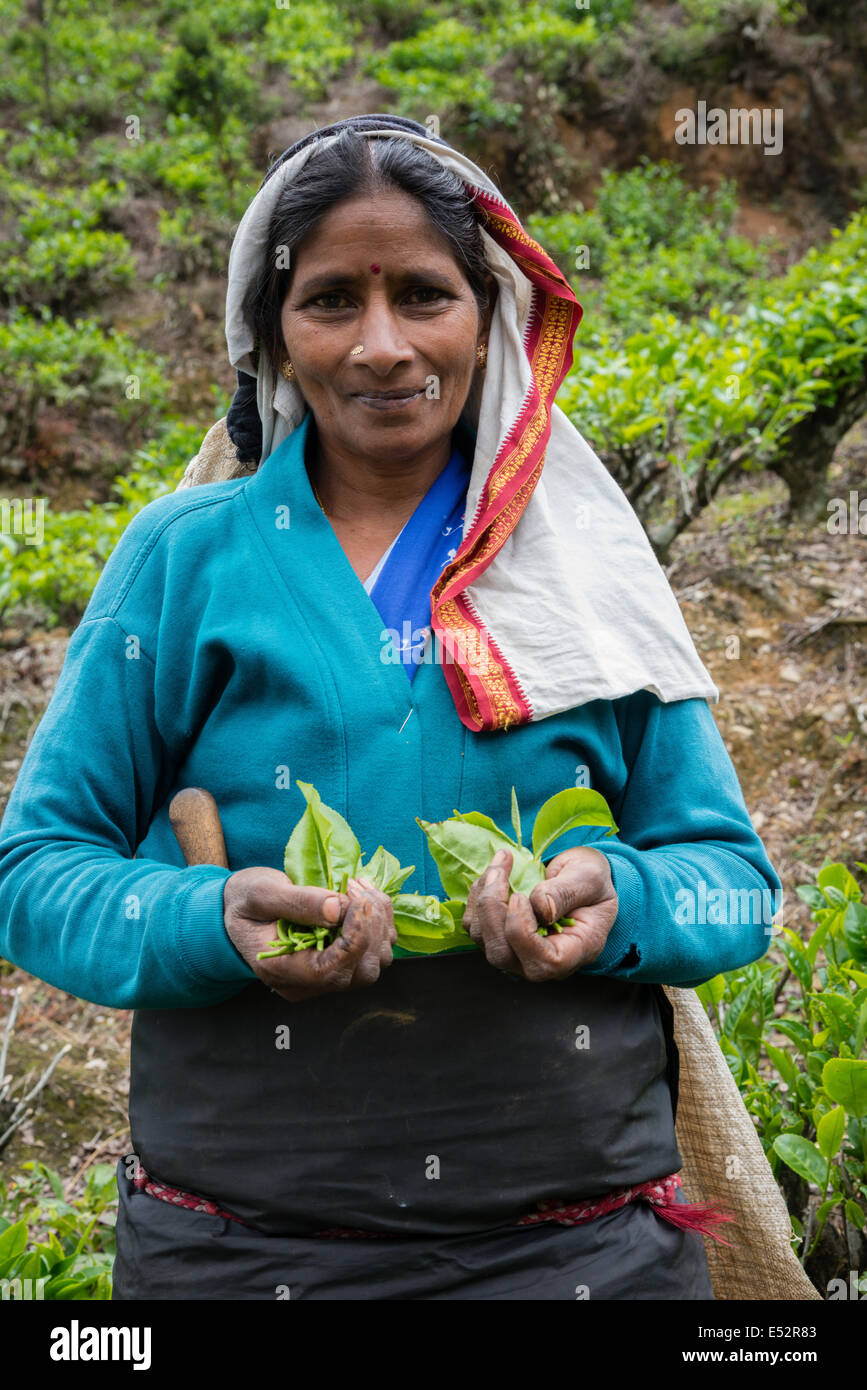 Il governo dello Sri Lanka Lady azienda appena raccolto le foglie di tè nelle sue mani in Nuwara Eliya negli altopiani dello Sri Lanka Foto Stock