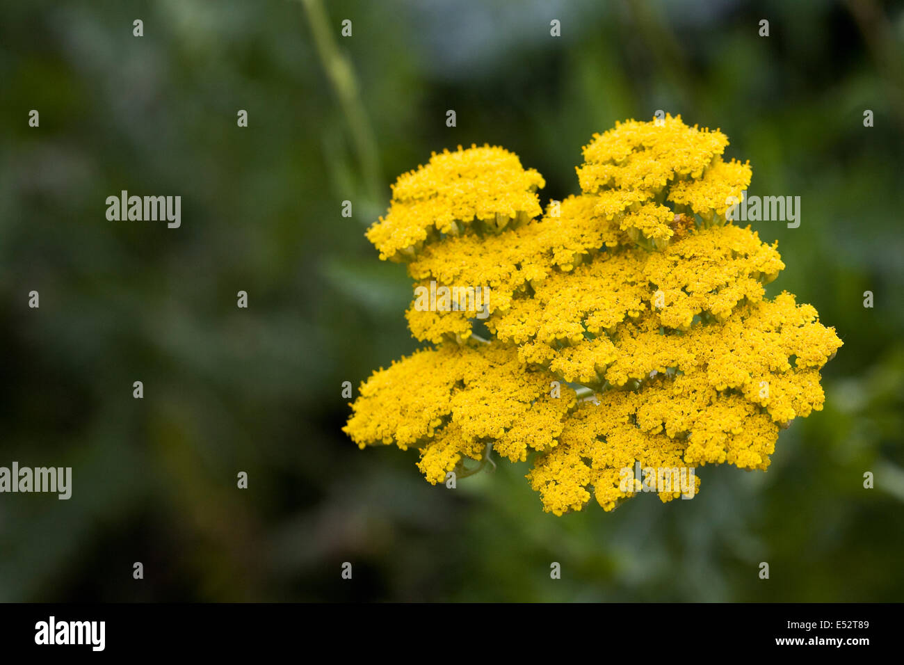 Achillea millefolium. Yarrow.giallo fioritura delle piante Foto Stock