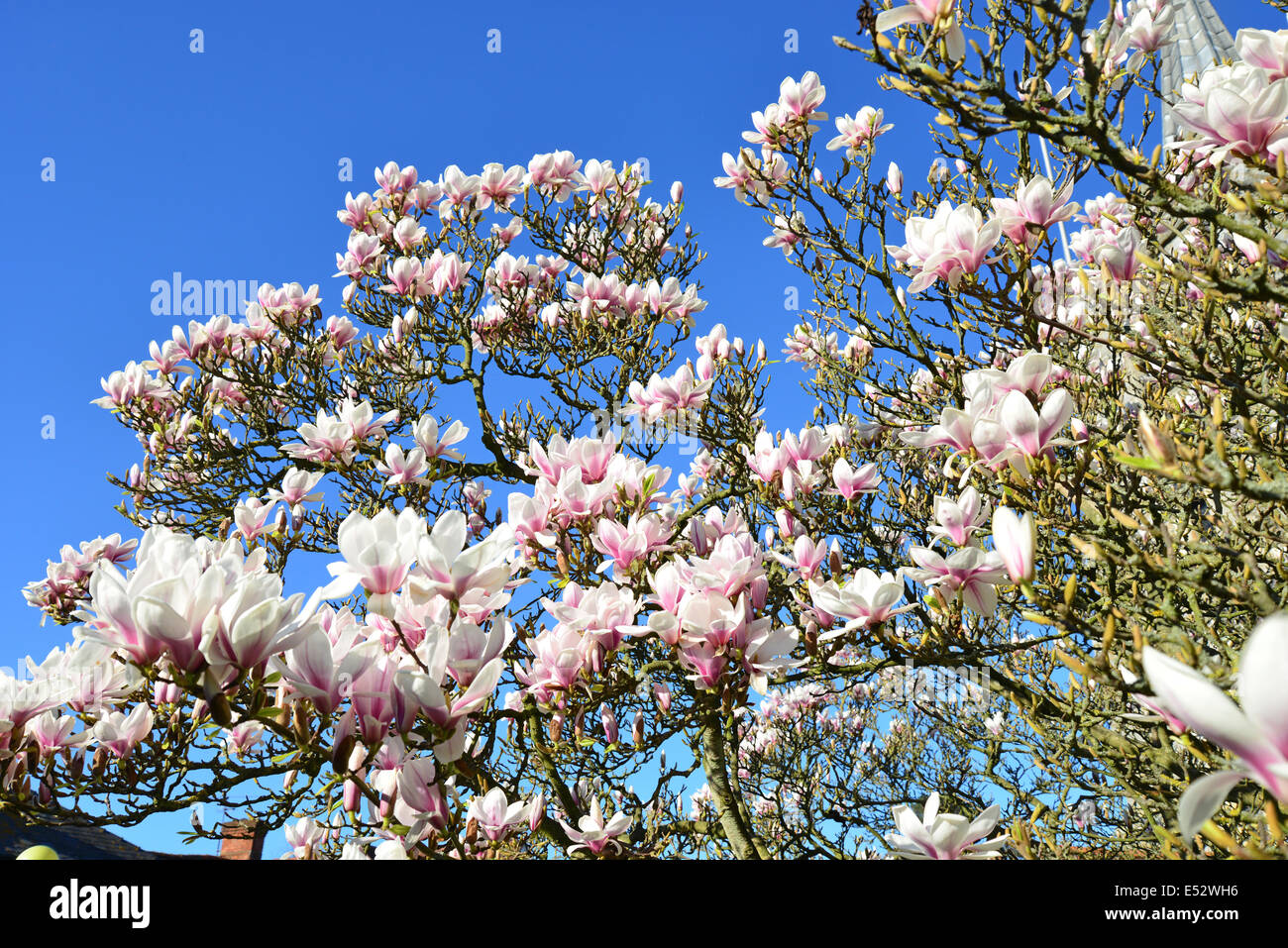 La primavera di Magnolia fiorisce sulla High Street, Chobham, Surrey, Inghilterra, Regno Unito Foto Stock