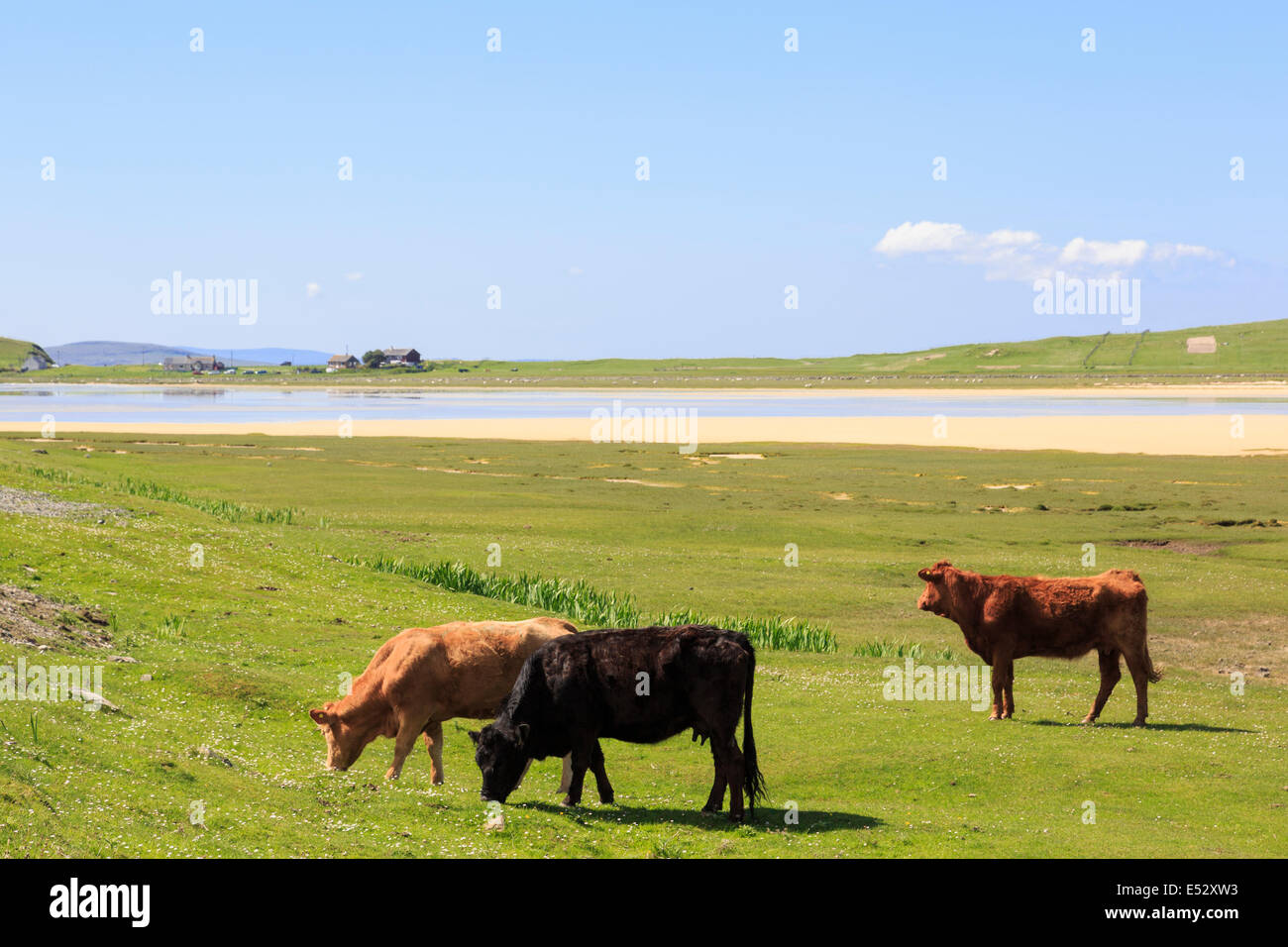 Tre free range bestiame sul pascolo naturale Machair costiere a pascolo Traigh Scarasta spiaggia su Isle of Harris Ebridi Esterne Western Isles della Scozia UK Foto Stock