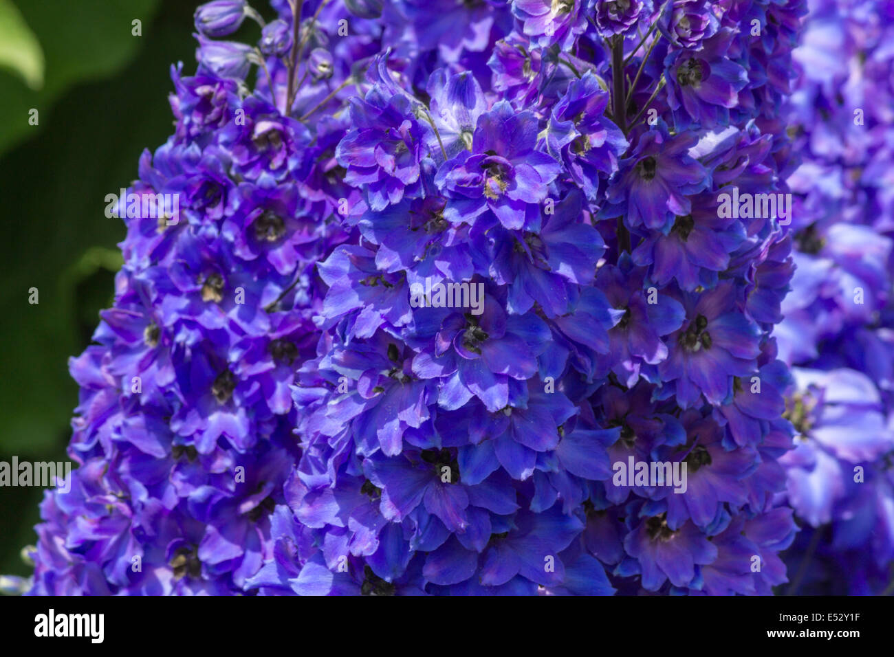Macro di fiori blu in piena fioritura in una giornata di sole Foto Stock