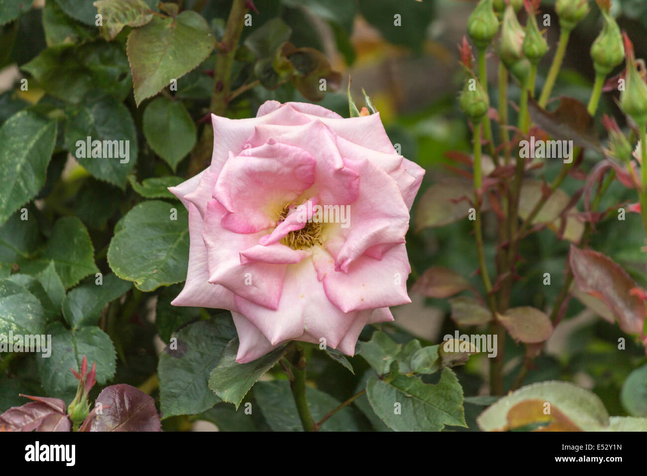 Macro di un rosa rosa in piena fioritura in una giornata di sole Foto Stock