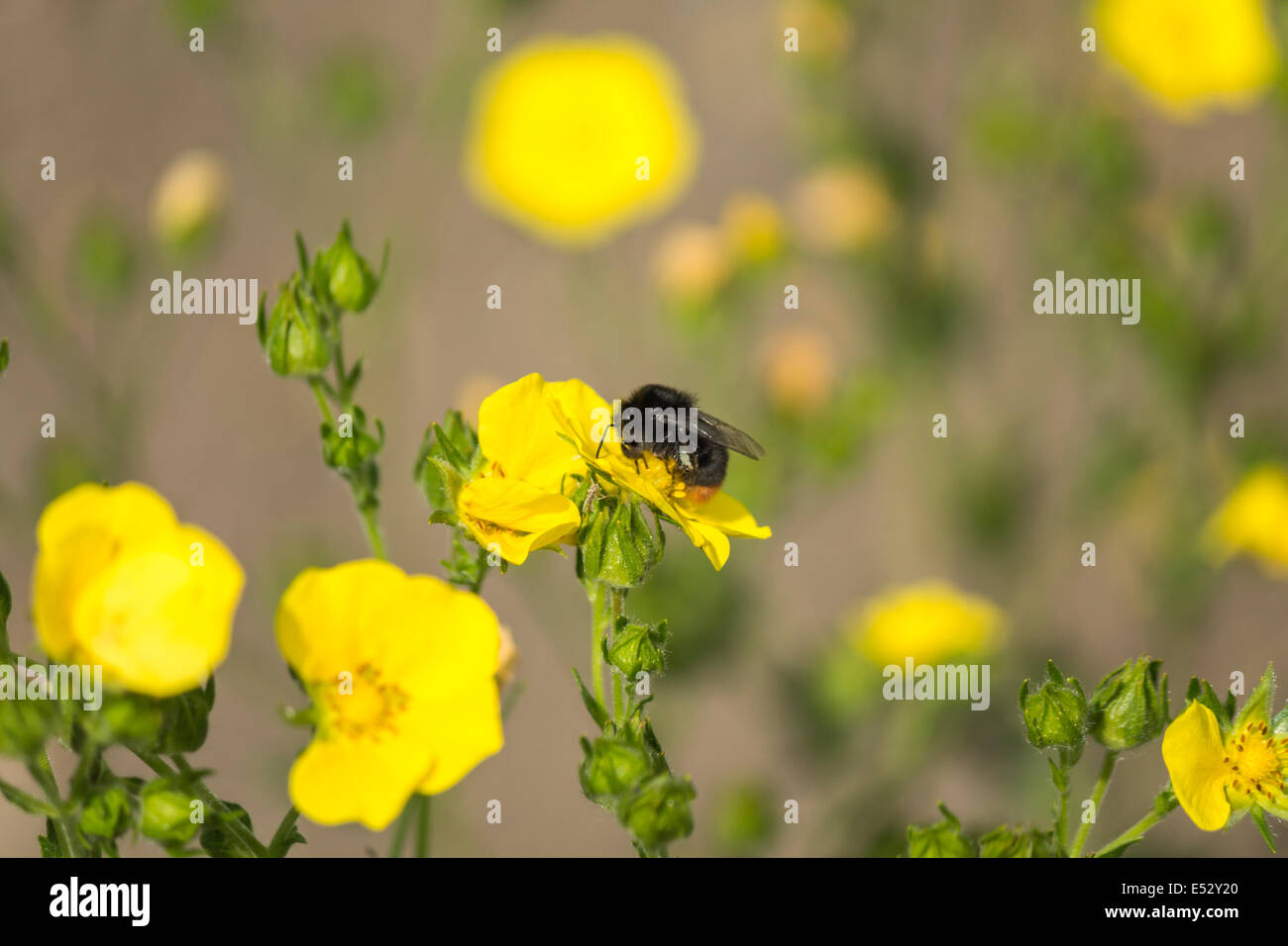 Macro di piccoli fiori gialli con un'ape in centro in una giornata di sole Foto Stock