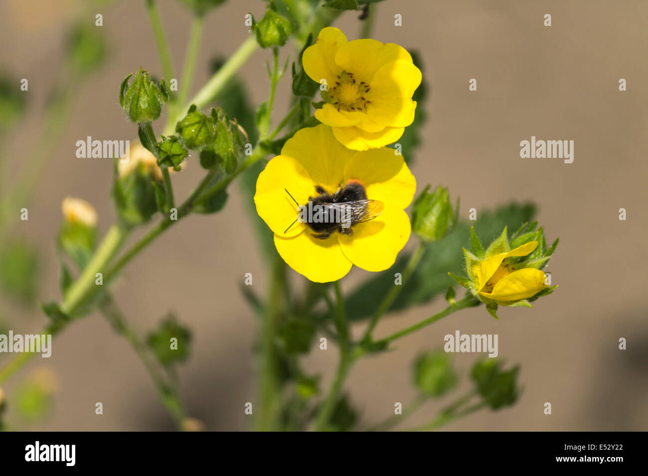 Macro di piccoli fiori gialli con un'ape in centro in una giornata di sole Foto Stock
